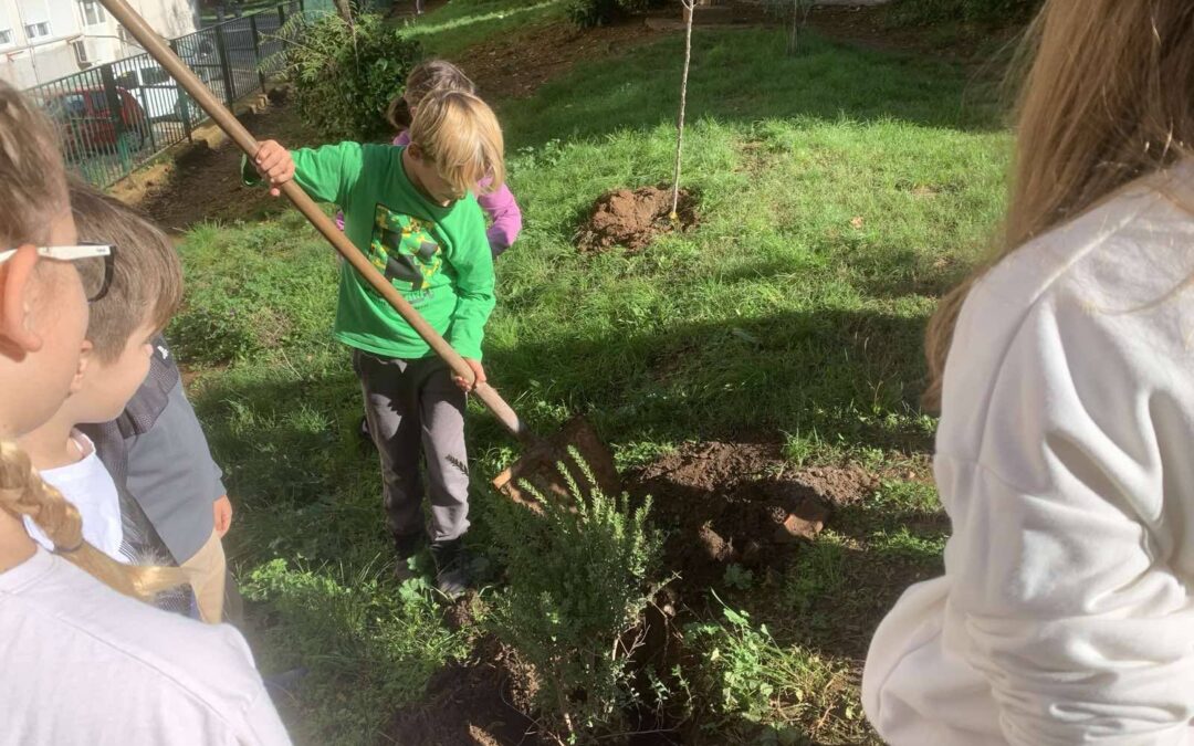 Berba maslina i sadnja biljaka u školskom vrtu